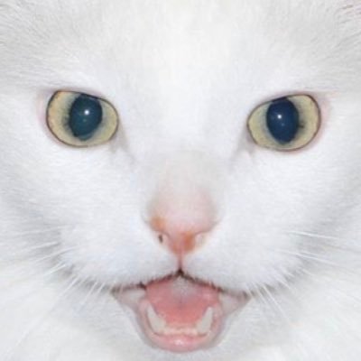 Thurston Waffles profile